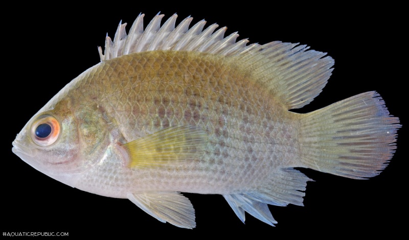 Pristolepis fasciata