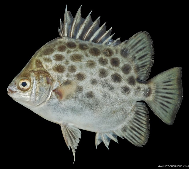 Scatophagus argus