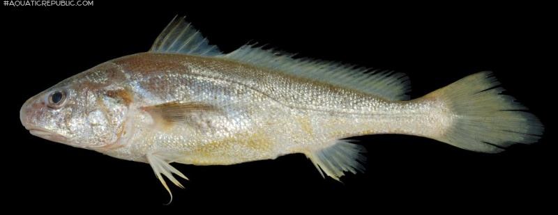 Johnius trachycephalus