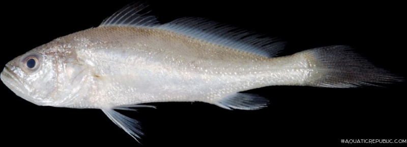 Otolithes ruber