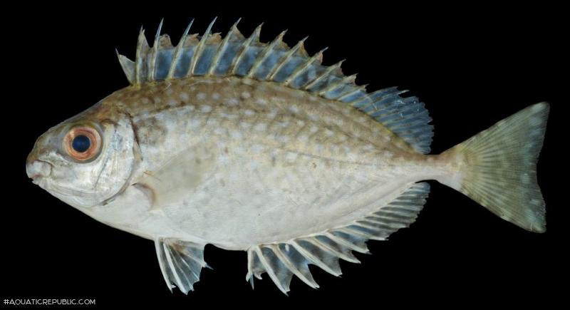 Siganus fuscescens