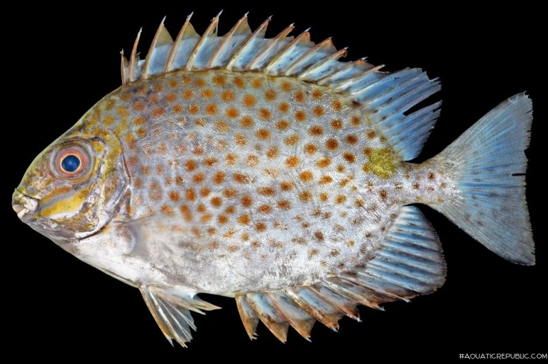 Siganus guttatus