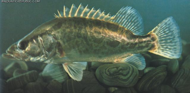 Siniperca knerii