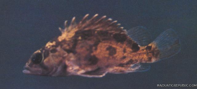 Siniperca obscura