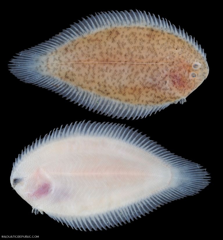 Achiroides melanorhynchus