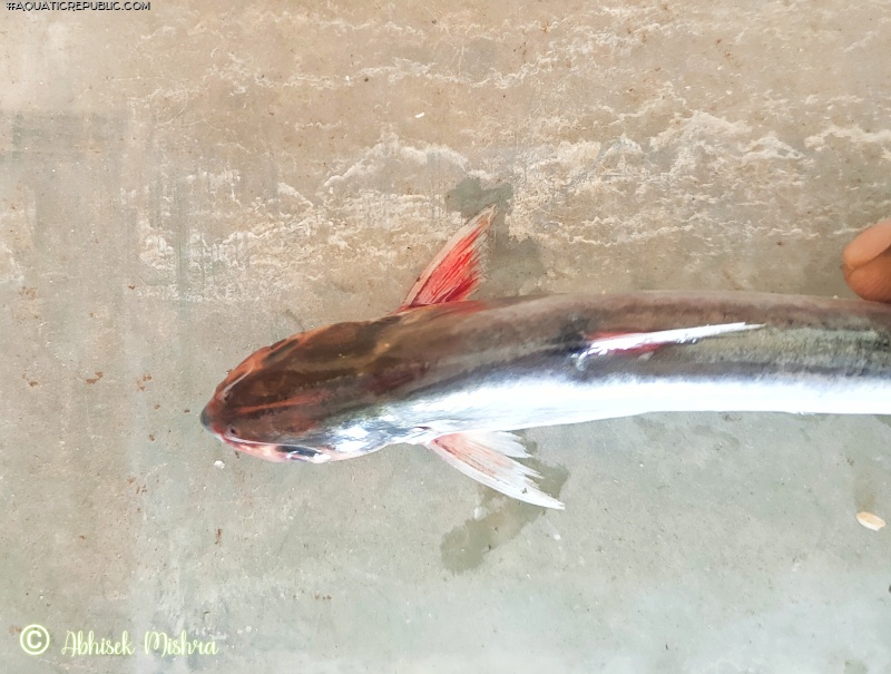 Eutropiichthys vacha