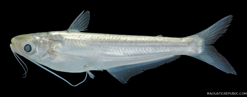 Laides longibarbis