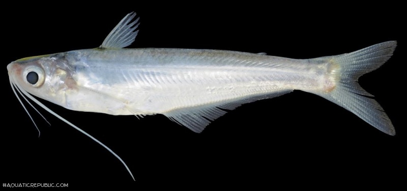 Laides longibarbis