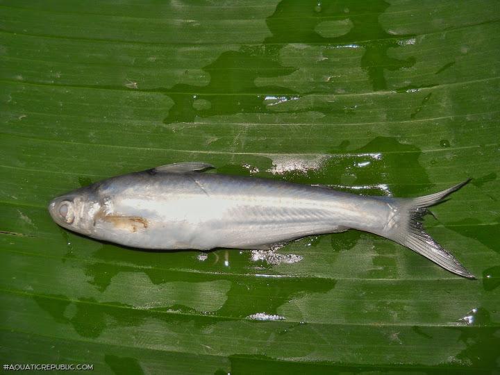Laides montanus