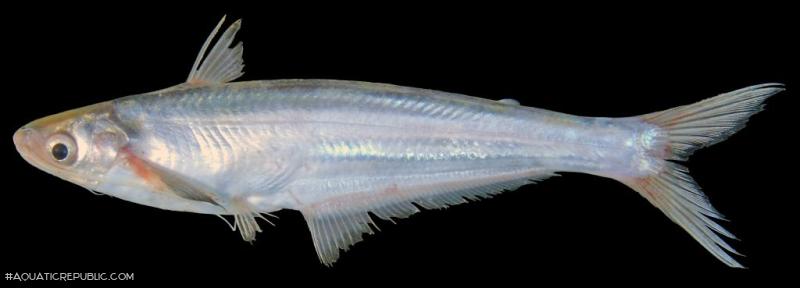 Laides sinensis