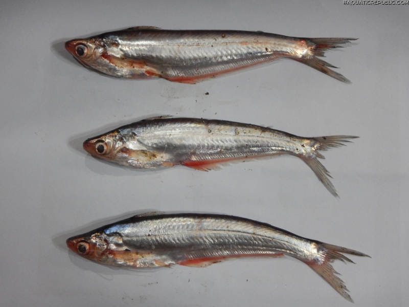 Proeutropiichthys taakree