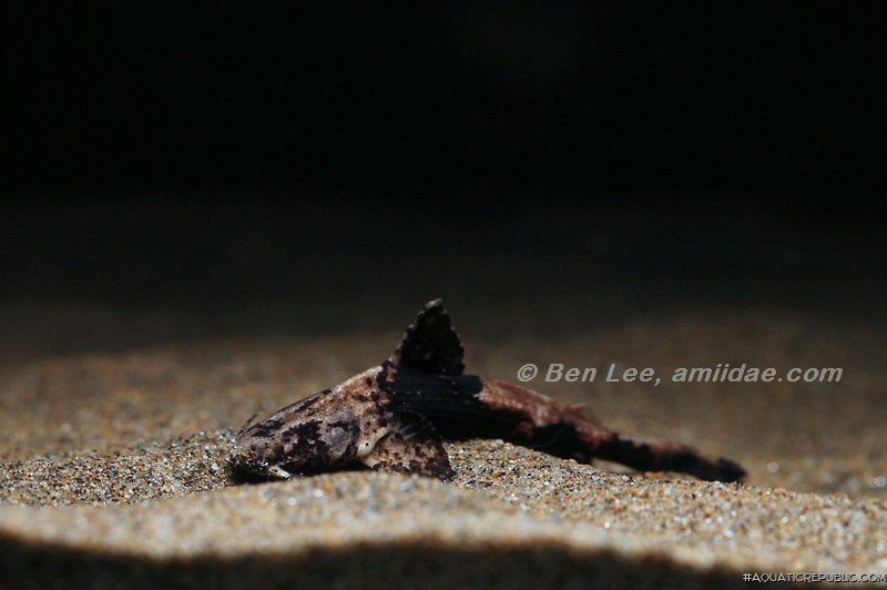 Acrochordonichthys rugosus