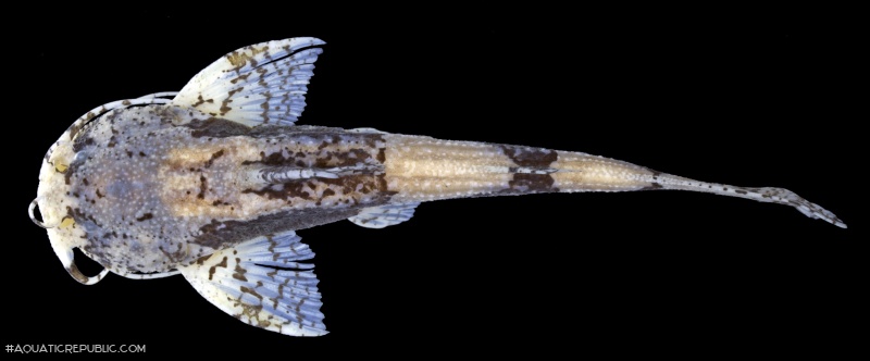 Pseudobagarius eustictus