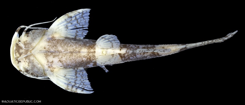 Pseudobagarius eustictus