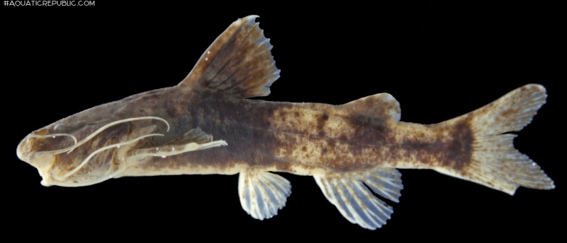 Pseudobagarius fuscus