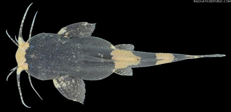 Pseudobagarius inermis