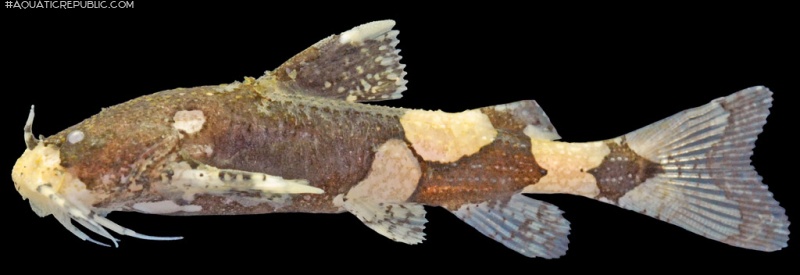 Pseudobagarius inermis