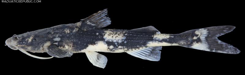 Pseudobagarius pseudobagarius