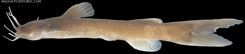 Amblyceps arunachalense
