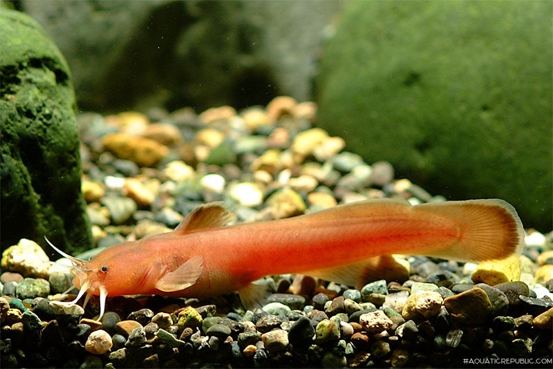 Liobagrus andersoni