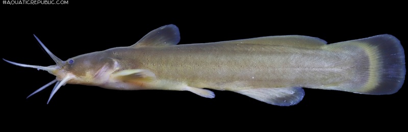 Liobagrus somjinensis