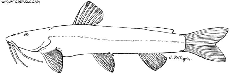 Amphilius grammatophorus