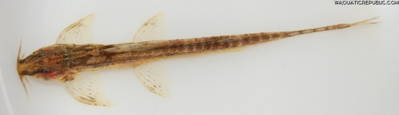 Trachyglanis ineac