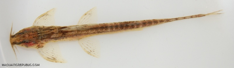 Trachyglanis ineac