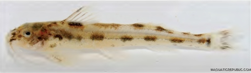 Zaireichthys monomotapa
