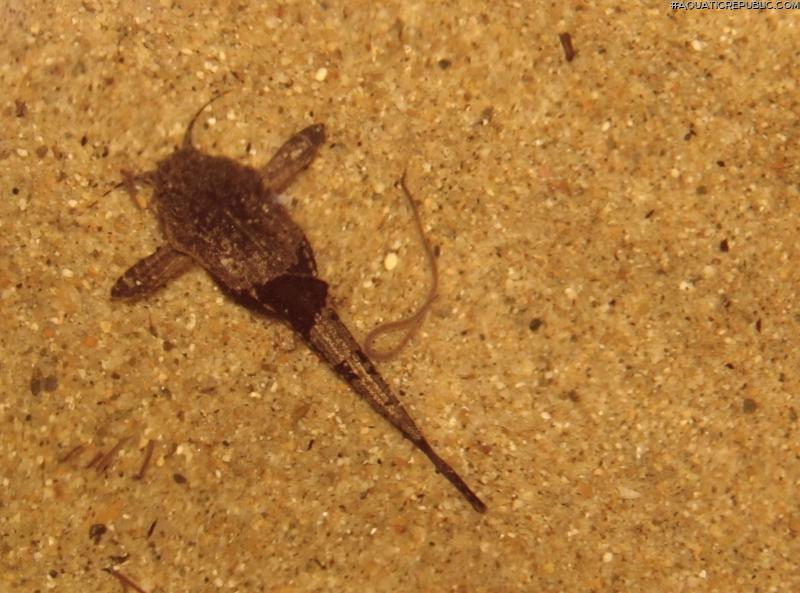 Bunocephalus coracoideus