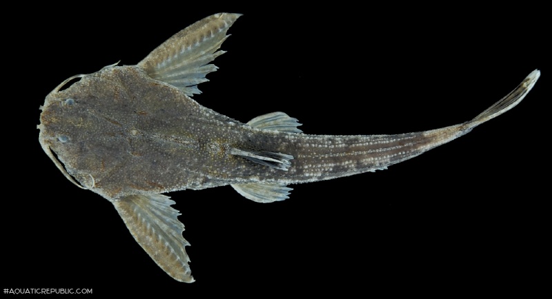 Bunocephalus hertzi