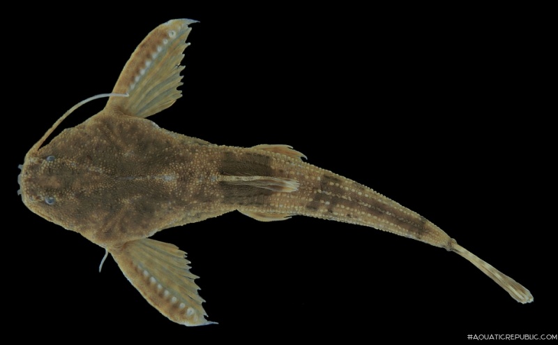 Bunocephalus larai