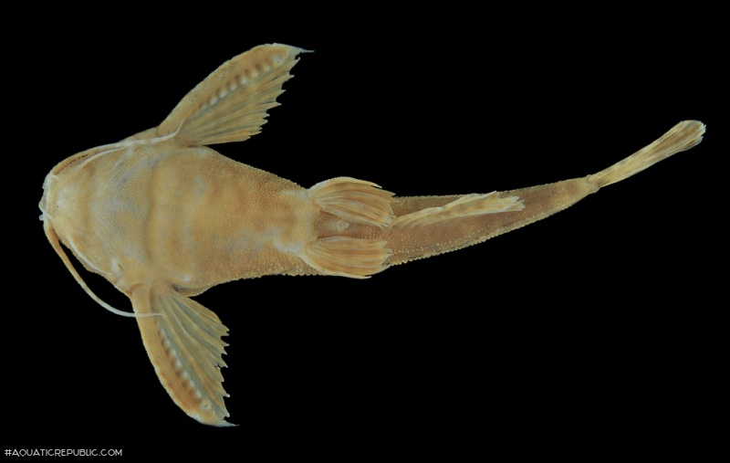 Bunocephalus larai