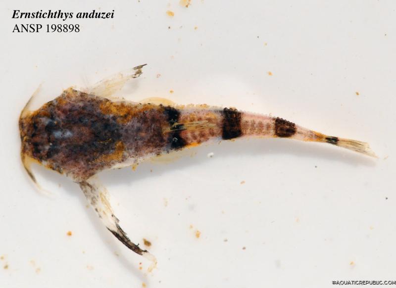 Ernstichthys anduzei