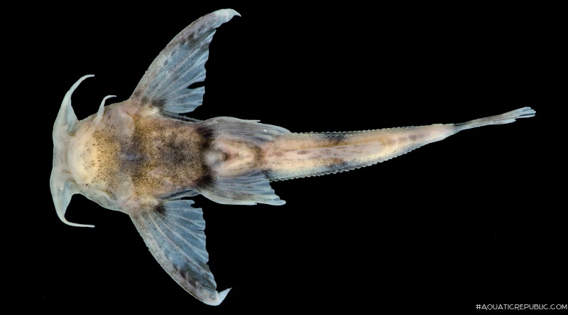 Ernstichthys taquari