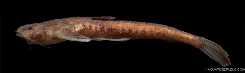 Pseudobunocephalus timbira