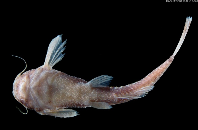 Pseudobunocephalus timbira