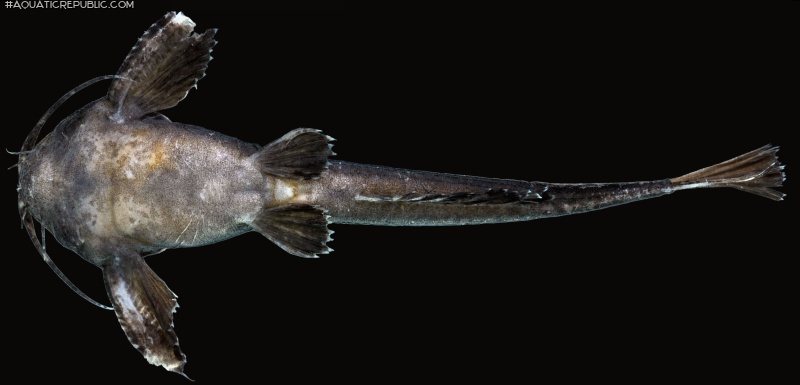 Pterobunocephalus depressus