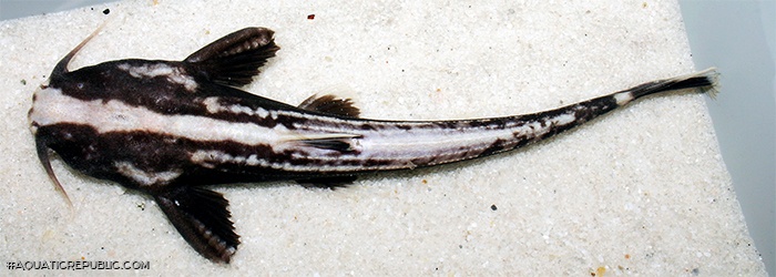 Xyliphius melanopterus