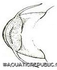 Astroblepus caquetae