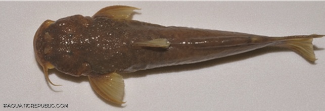 Astroblepus mindoensis