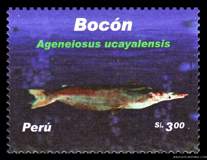 Ageneiosus ucayalensis