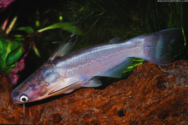 Auchenipterichthys coracoideus