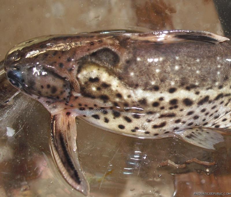 Auchenipterichthys punctatus