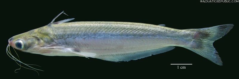 Auchenipterus dentatus