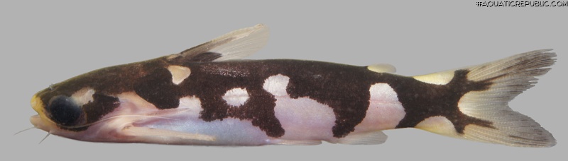 Centromochlus orca