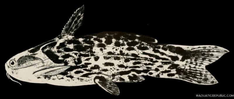 Tatia gyrinus
