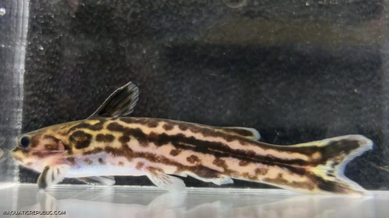 Tatia gyrinus