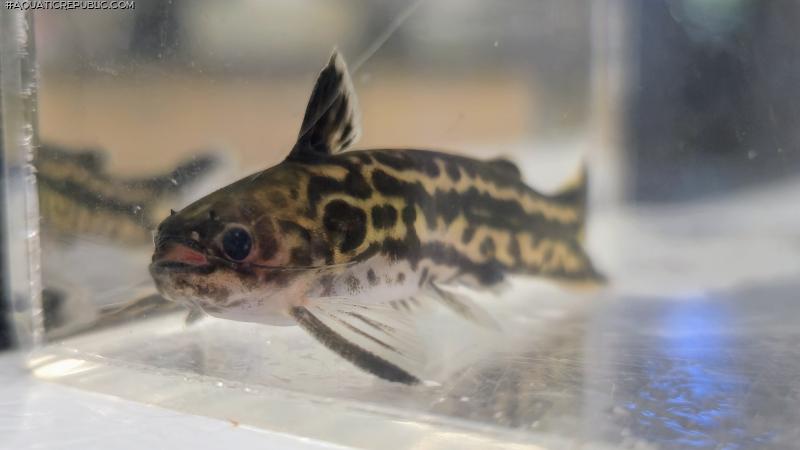 Tatia gyrinus
