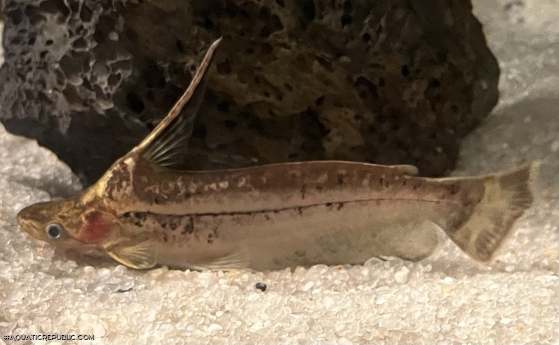 Tetranematichthys wallacei